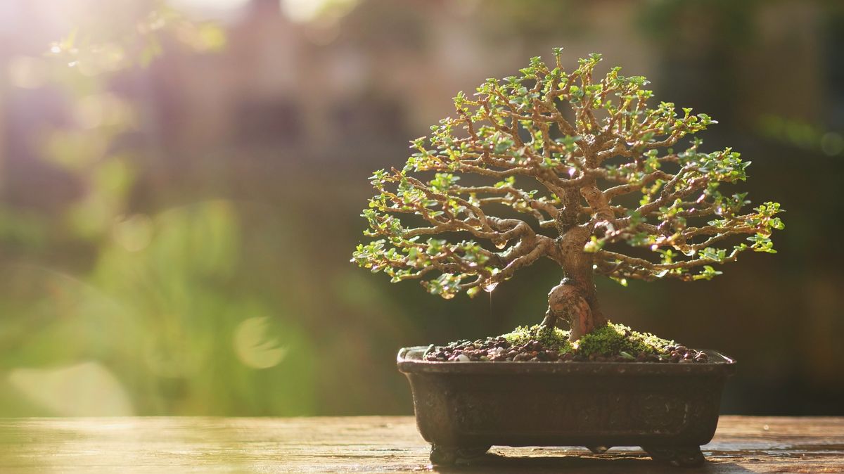 Na výstavě bonsají v Botanické zahradě Praha bude k vidění asi 100 exemplářů